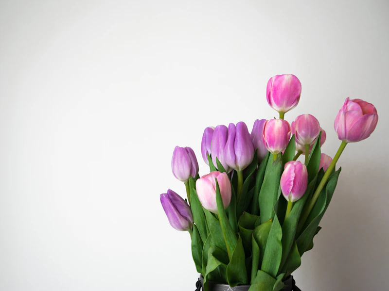 Bó hoa tulip hồng trên nền trắng